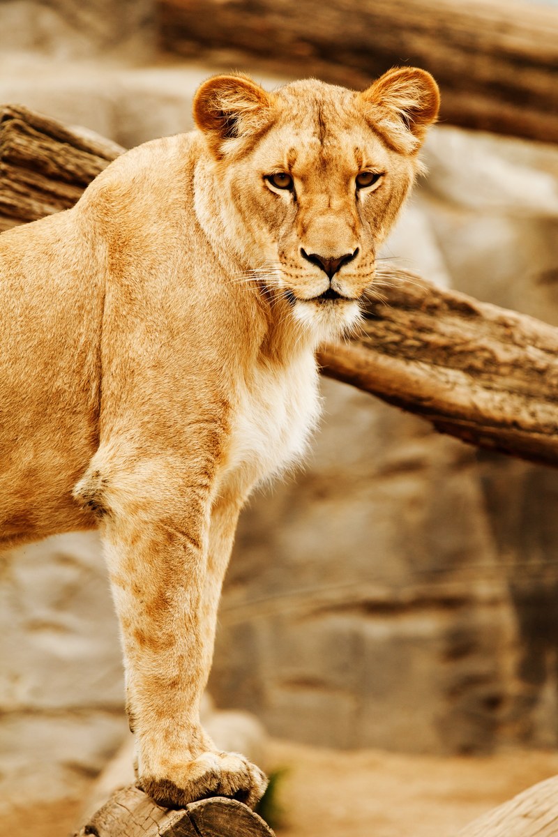 africa animal big carnivore cat eyes head lion 4k