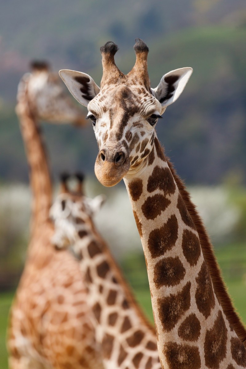 africa african animal big brown cute ears face 4k