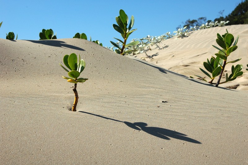 africa landscape desert scenery nature dry sand 4k