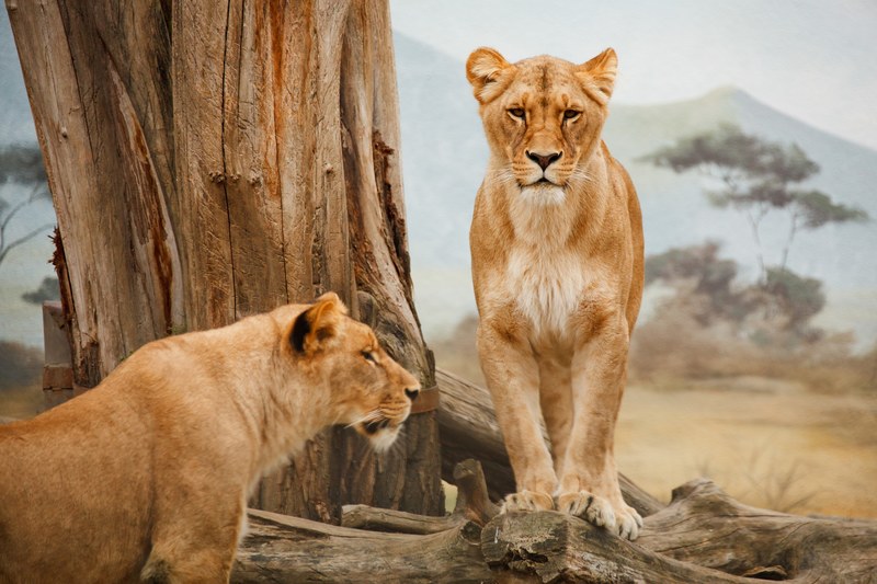 africa animal big carnivore cat feline female 4k