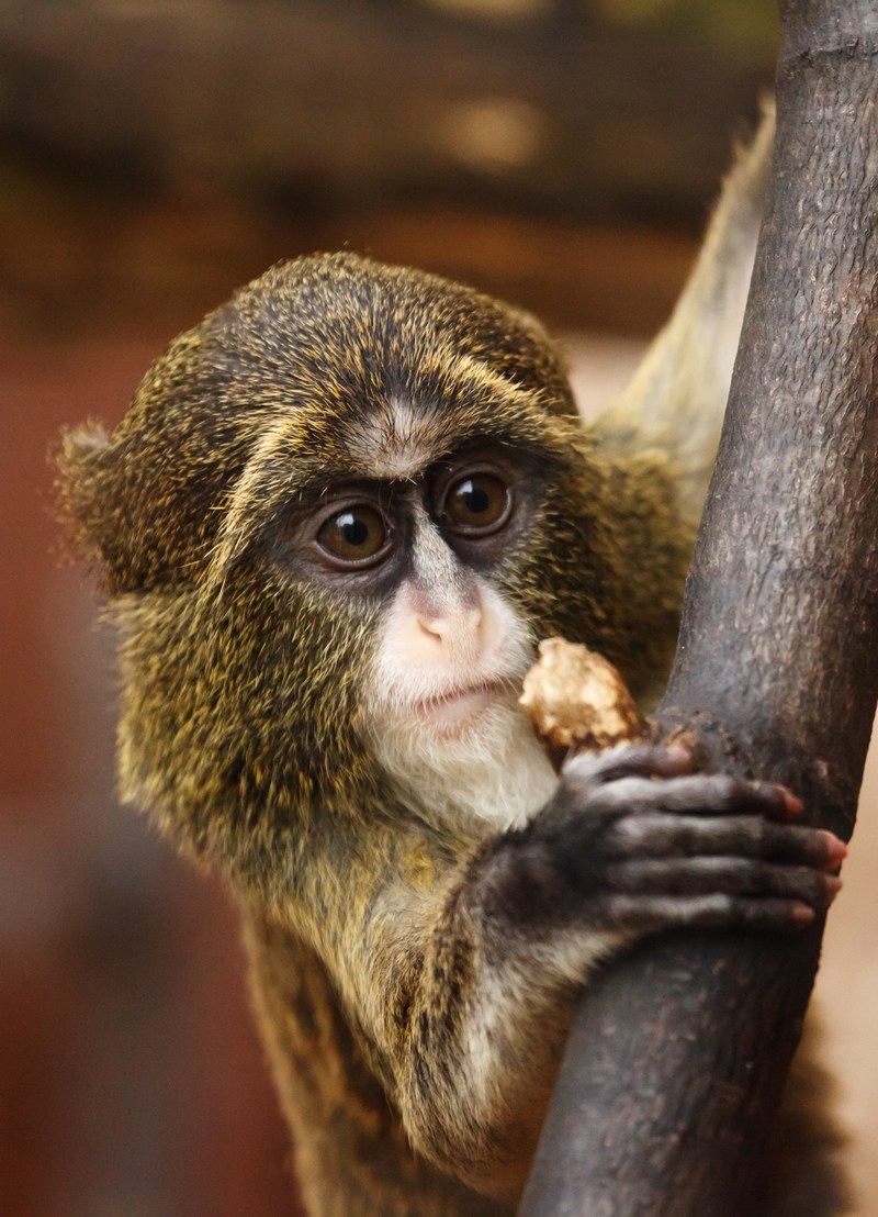 africa animal brown cute big eyes face fur 4k
