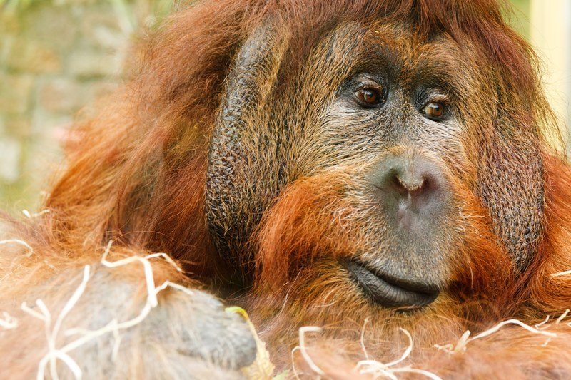 adult animal ape face hair hairy jungle male 4k