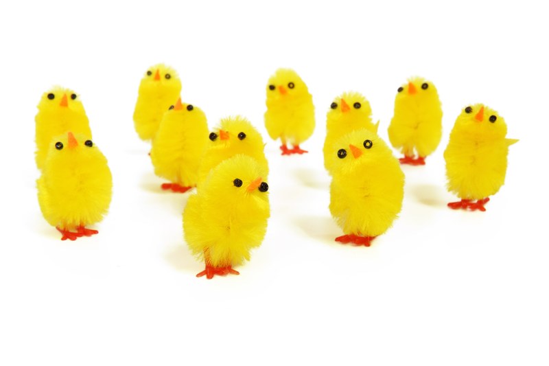 adorable animal baby bird chick chicken cute 4k