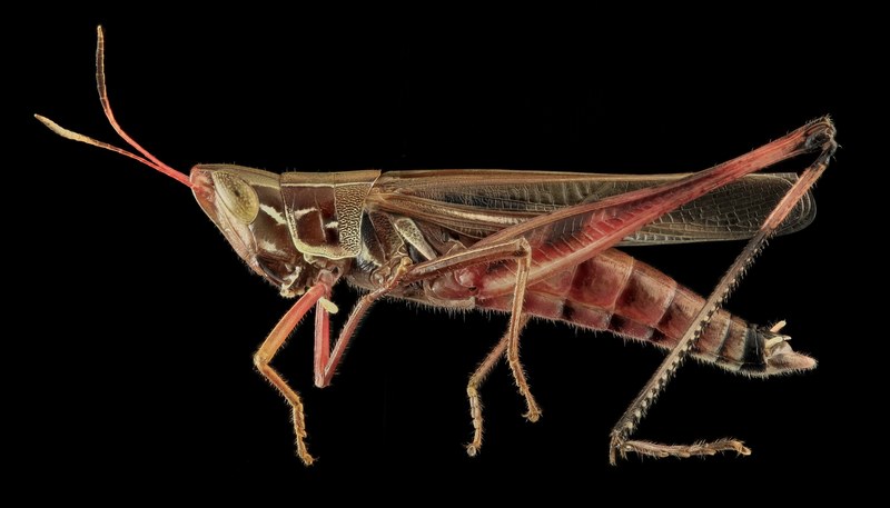 admirable grasshopper wildlife nature insect bug 4k
