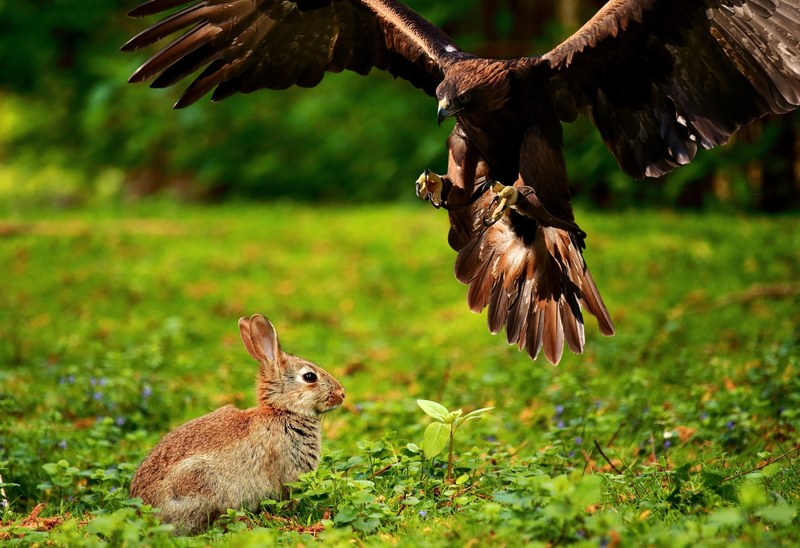 adler bird of prey raptor bird wild bird fly hare 4k