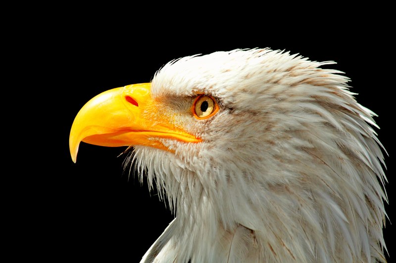 adler bald eagle raptor bird bird of prey bill 4k