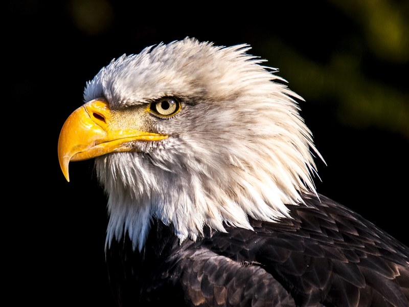 adler white tailed eagle bald eagle bird raptor 4k