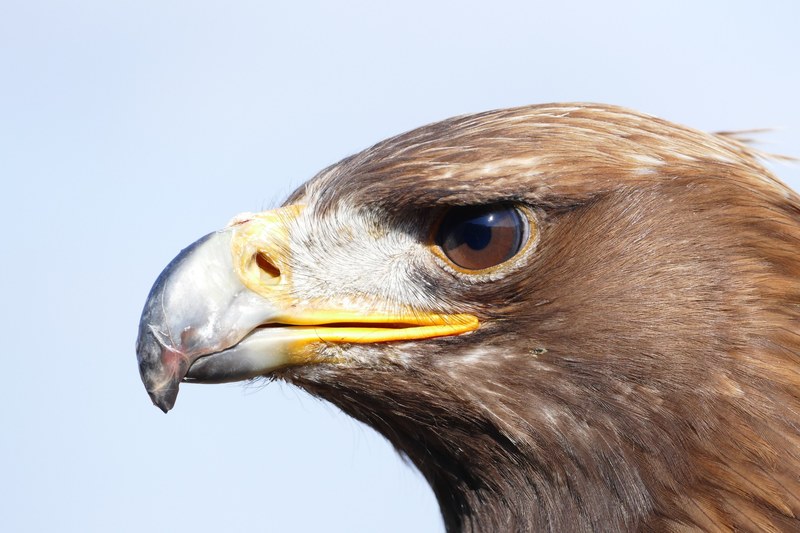 adler bird bird of prey raptor nature close 4k