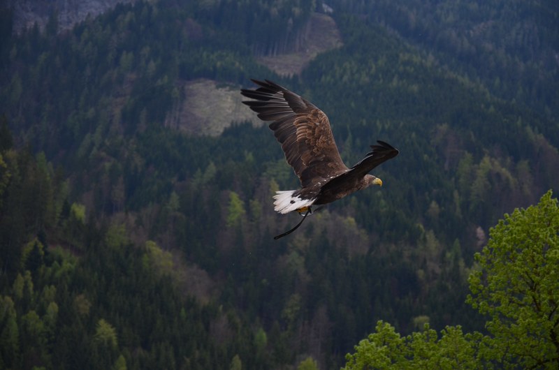 adler bird bird of prey raptor heraldic animal 4k