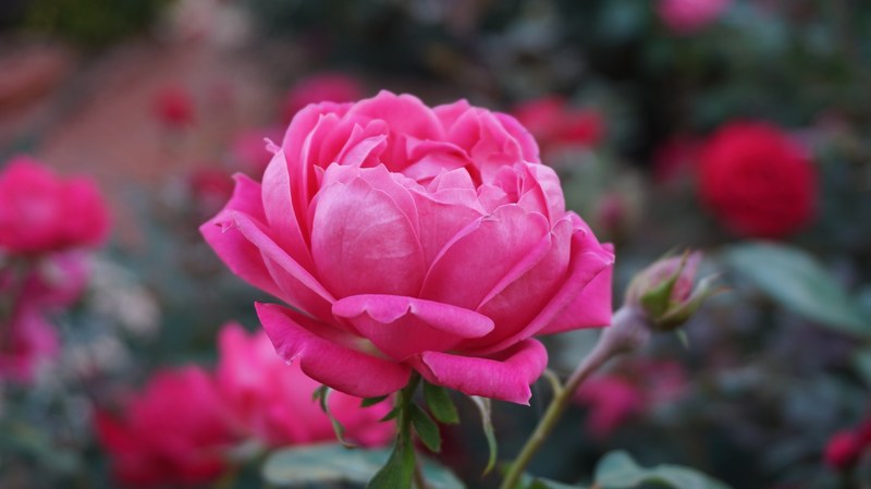 a rose romance beauty aroma pink bloom pink roses 4k