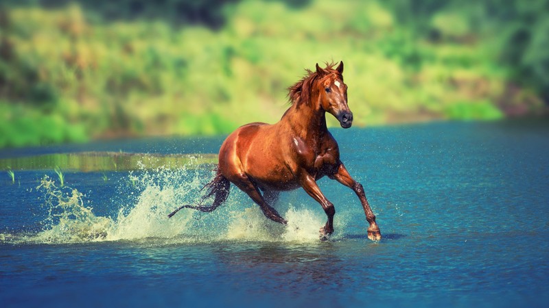 horse, brown, 4K