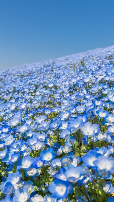 Earth Flower, Blue Flower, 2160x3840