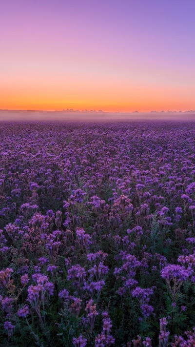 Earth Flower, Summer, Sky, Field, Purple Flower, Landscape, 2160x3840