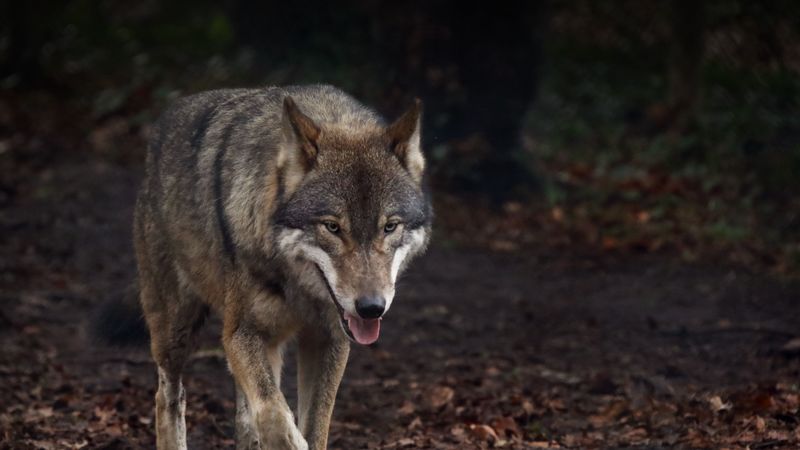 wolf, protruding tongue, predator, 4k