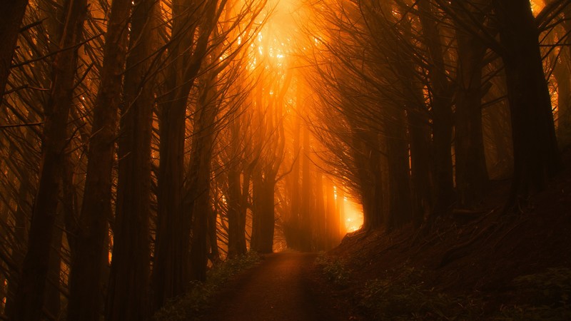 trees, light, orange, forest, sunset, 4K