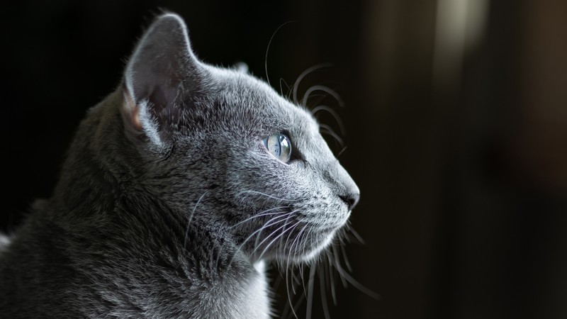 cat, grey, 4K
