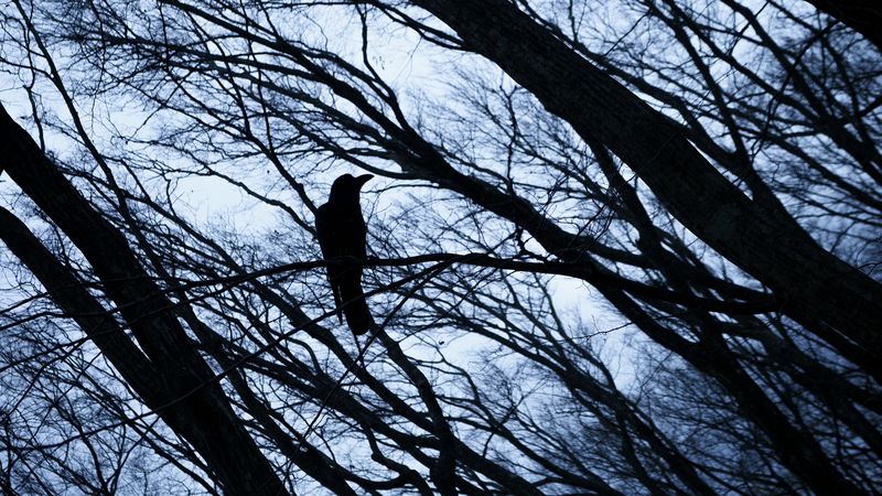 rook, bird, branches, 4k