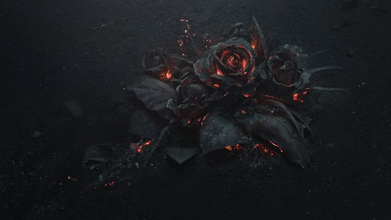 rose, dark, 4K
