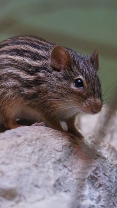 Animal Mouse, Rodent, 2160x3840