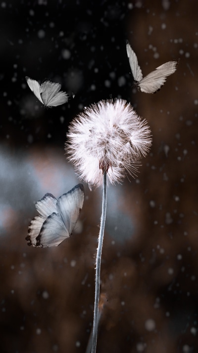 Animal Butterfly, Insect, Macro, Dandelion, 2160x3840