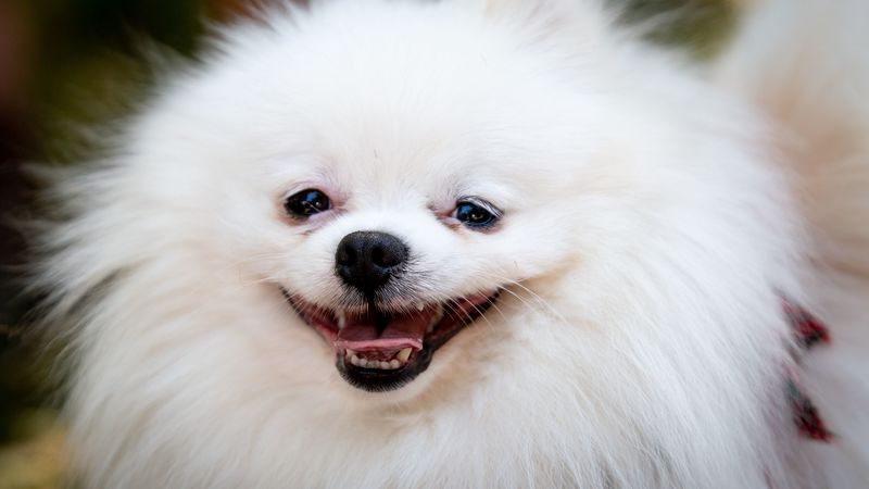 dog, funny, fluffy, 4k