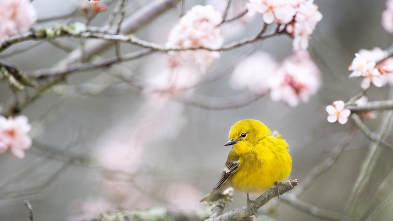 Pine Warbler, bird, yellow, 4K