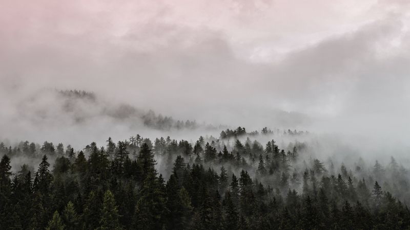 fog, forest, pink, 4k