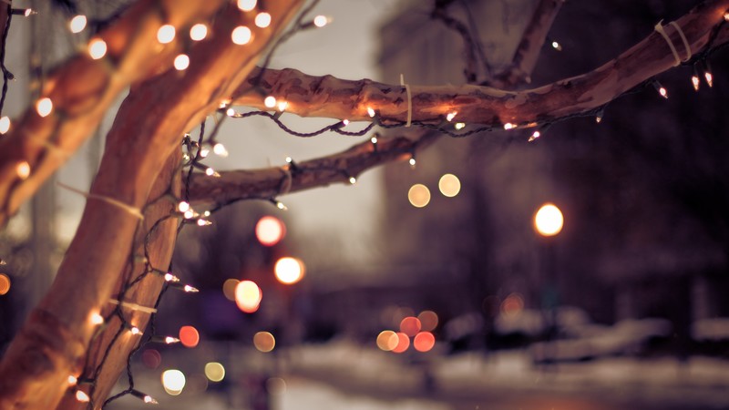 tree, lights, winter, 4K