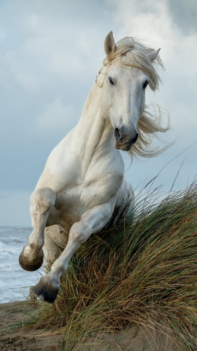 Animal Horse, 2160x3840