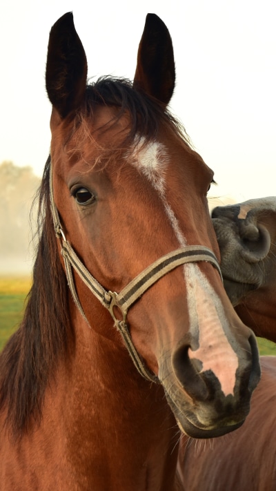 Animal Horse, 2160x3840