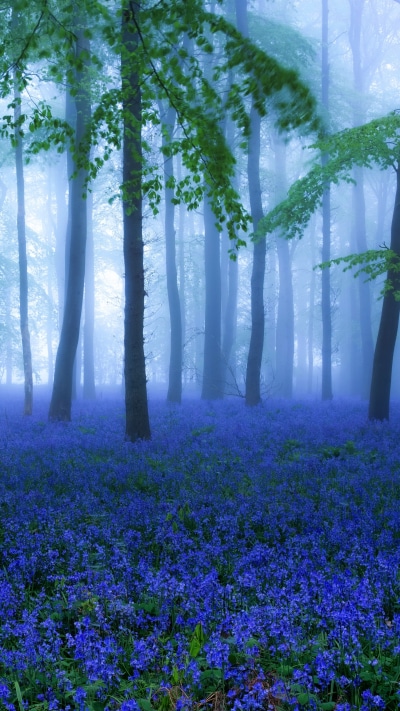 Earth Flower, Nature, Bluebell, Forest, Blue Flower, Fog, 2160x3840