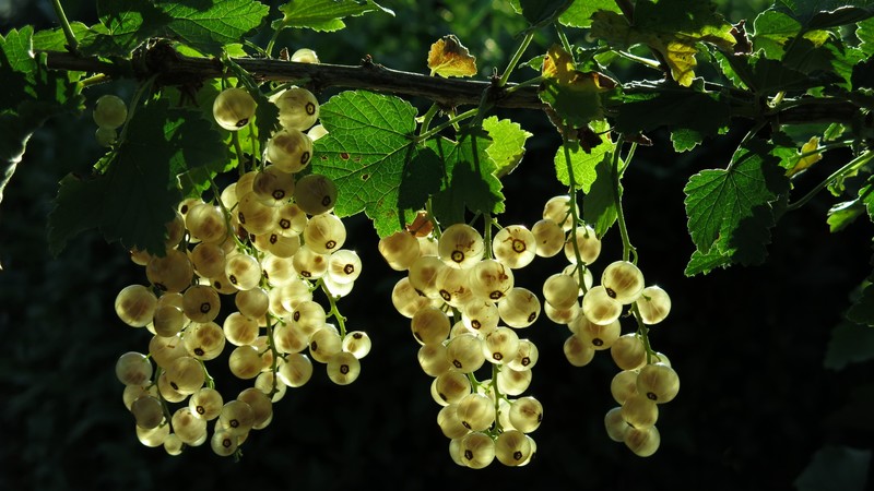 white currant, green, leaf, 4K