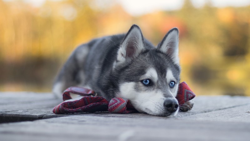 Husky, dog, cute animals, 4K
