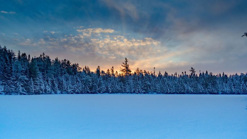 winter forest, spruce, snow, 4k
