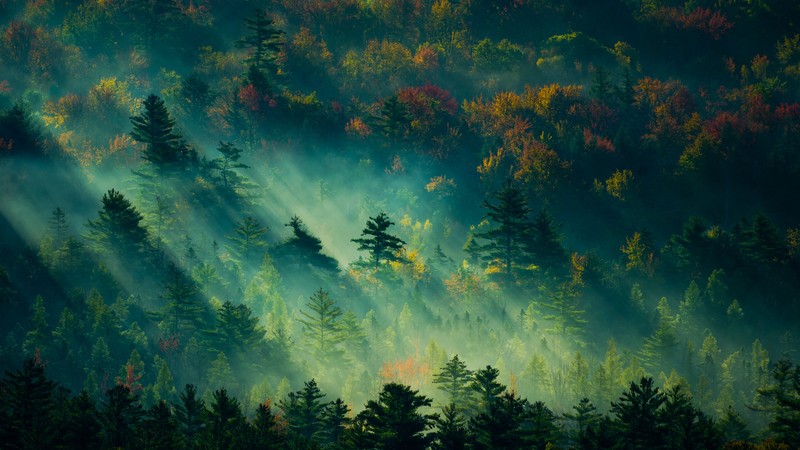 trees, light, green, 4K