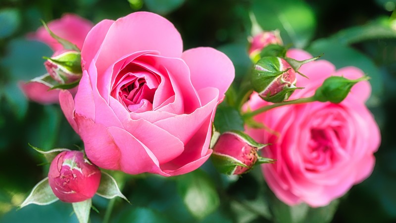 Rose, pink, flower, 4K