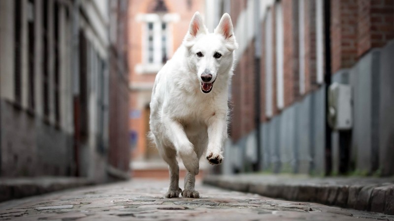 Berger Blanc Suisse, dog, white, 4K