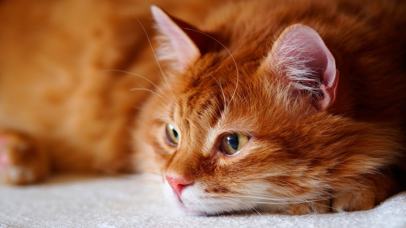 Cat, brown, 4K