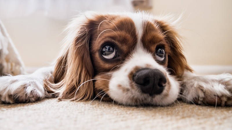 Puppy, funny animals, 4K