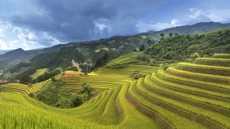 Rice Terrace, China, 4K