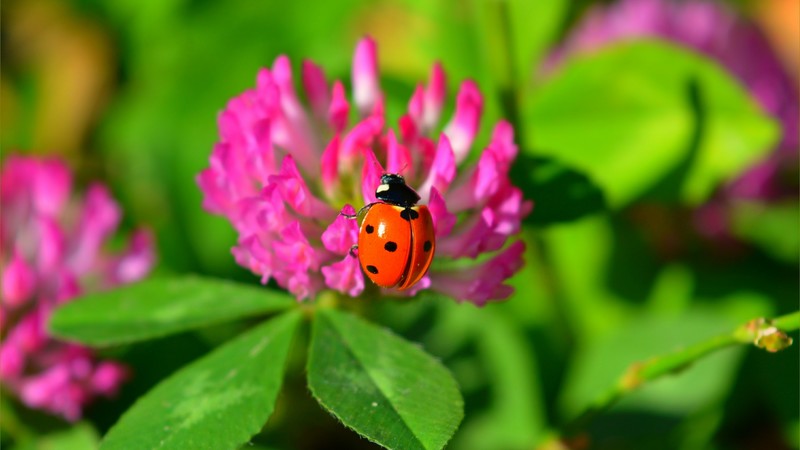 Ladybug, flower, 4K