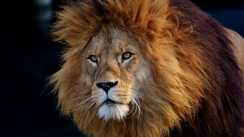Lion, brown, 6K