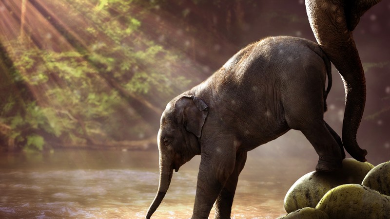 Elephant, funny animals, 4K