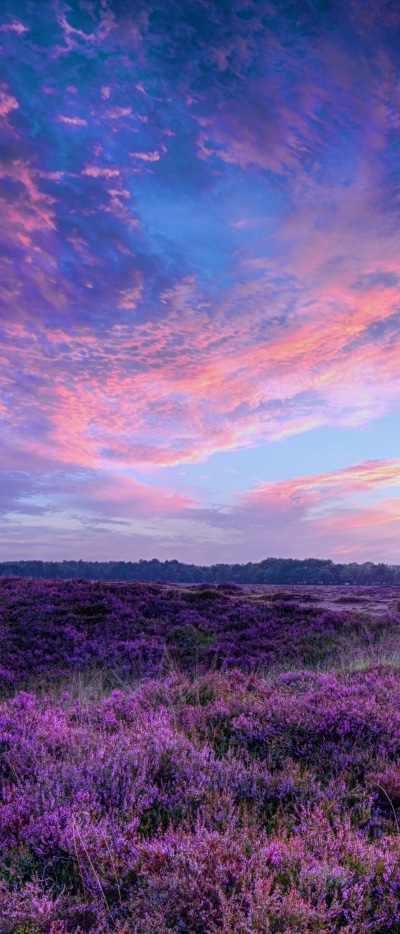 Earth Sunset, Sky, Field, Purple Flower, 1644x3840