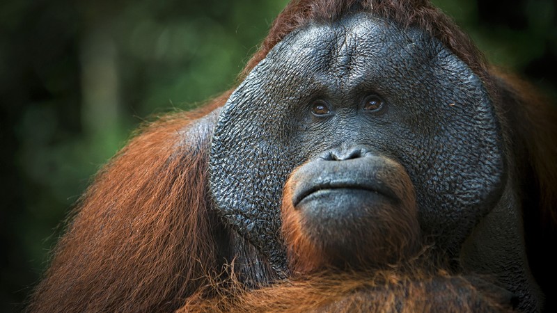 Orangutan, brown, 4K
