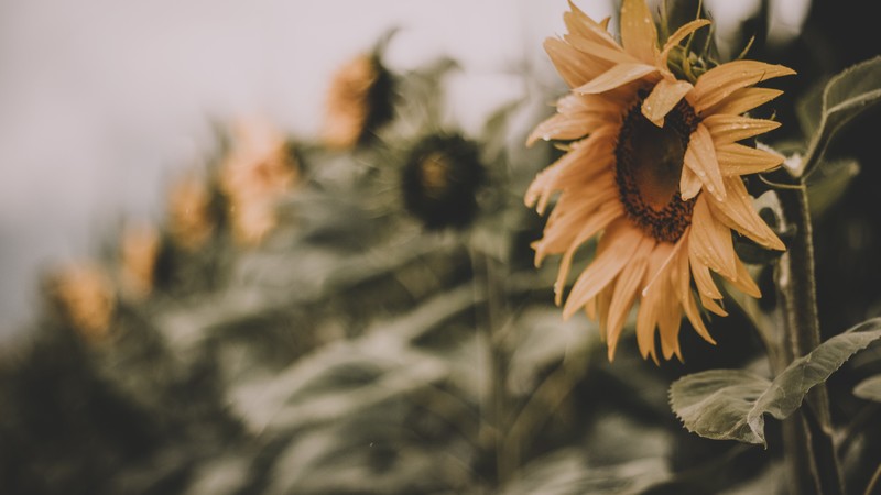 Sunflower, yellow, 4K