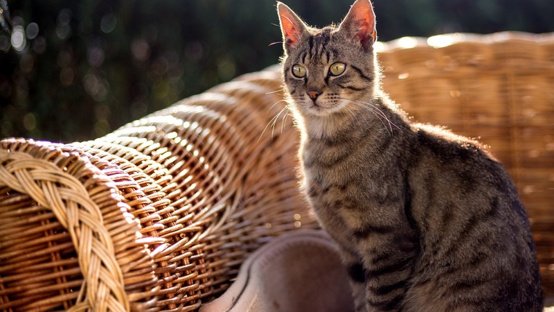 Cat, grey, 4K