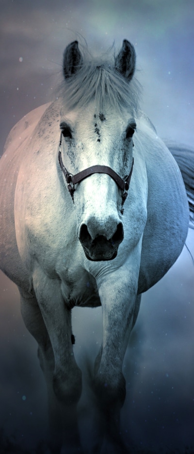 Animal Horse, 1644x3840