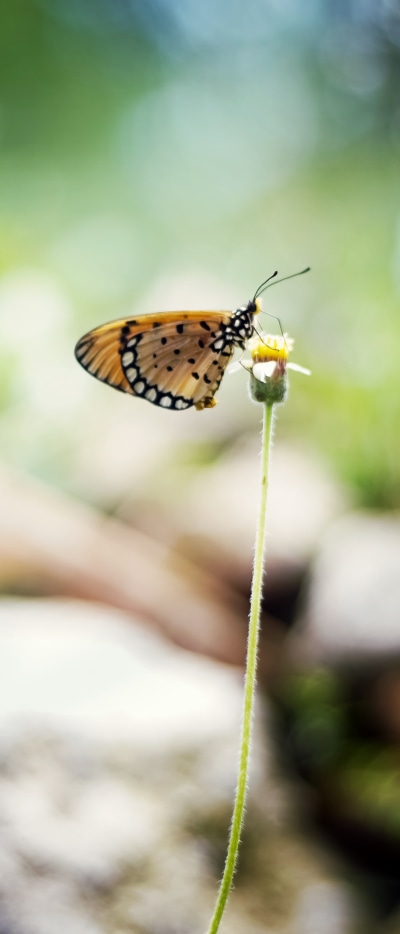 Animal Butterfly, Insect, 1644x3840