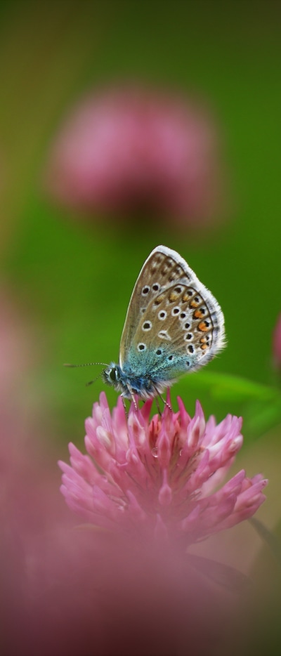 Animal Butterfly, Insect, Flower, Macro, 1644x3840